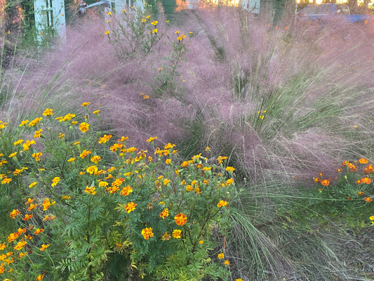 Muhlygrass