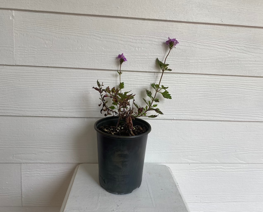 Tampa Verbena