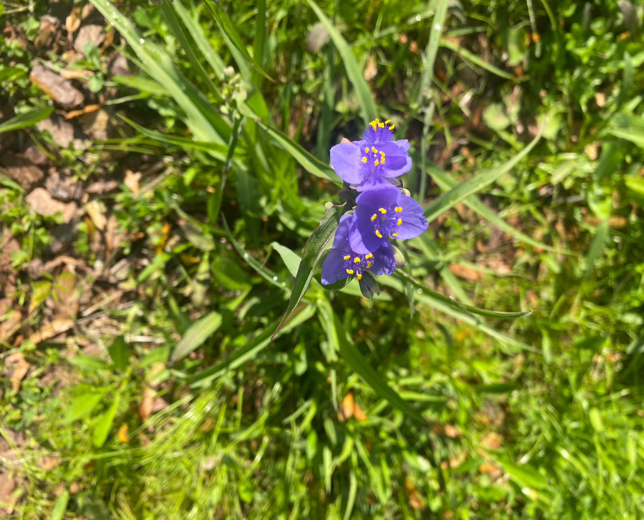 Spiderwort