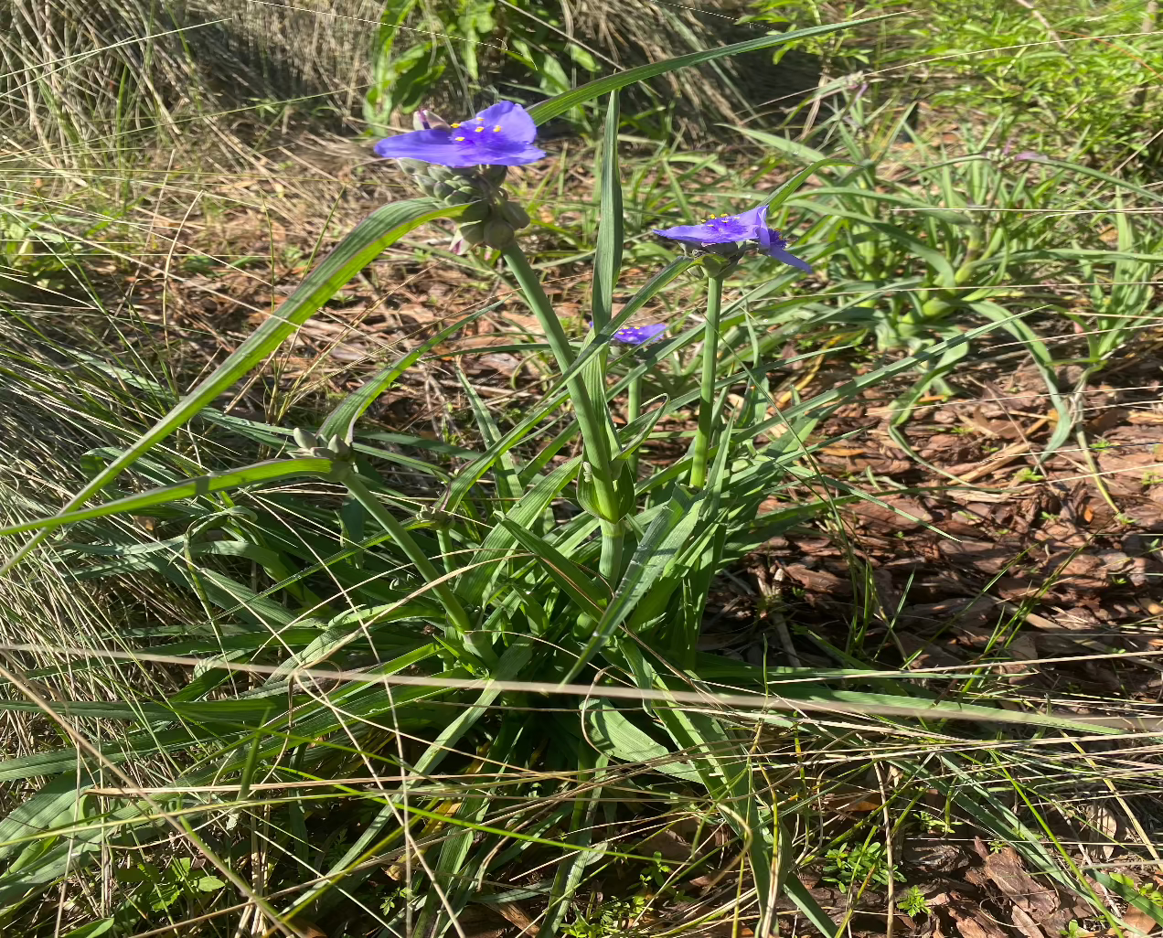 Spiderwort