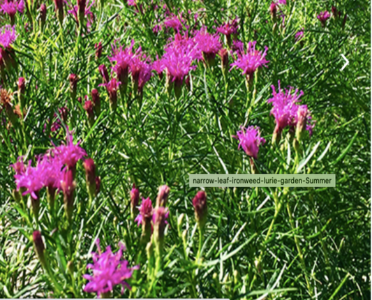 Ironweed