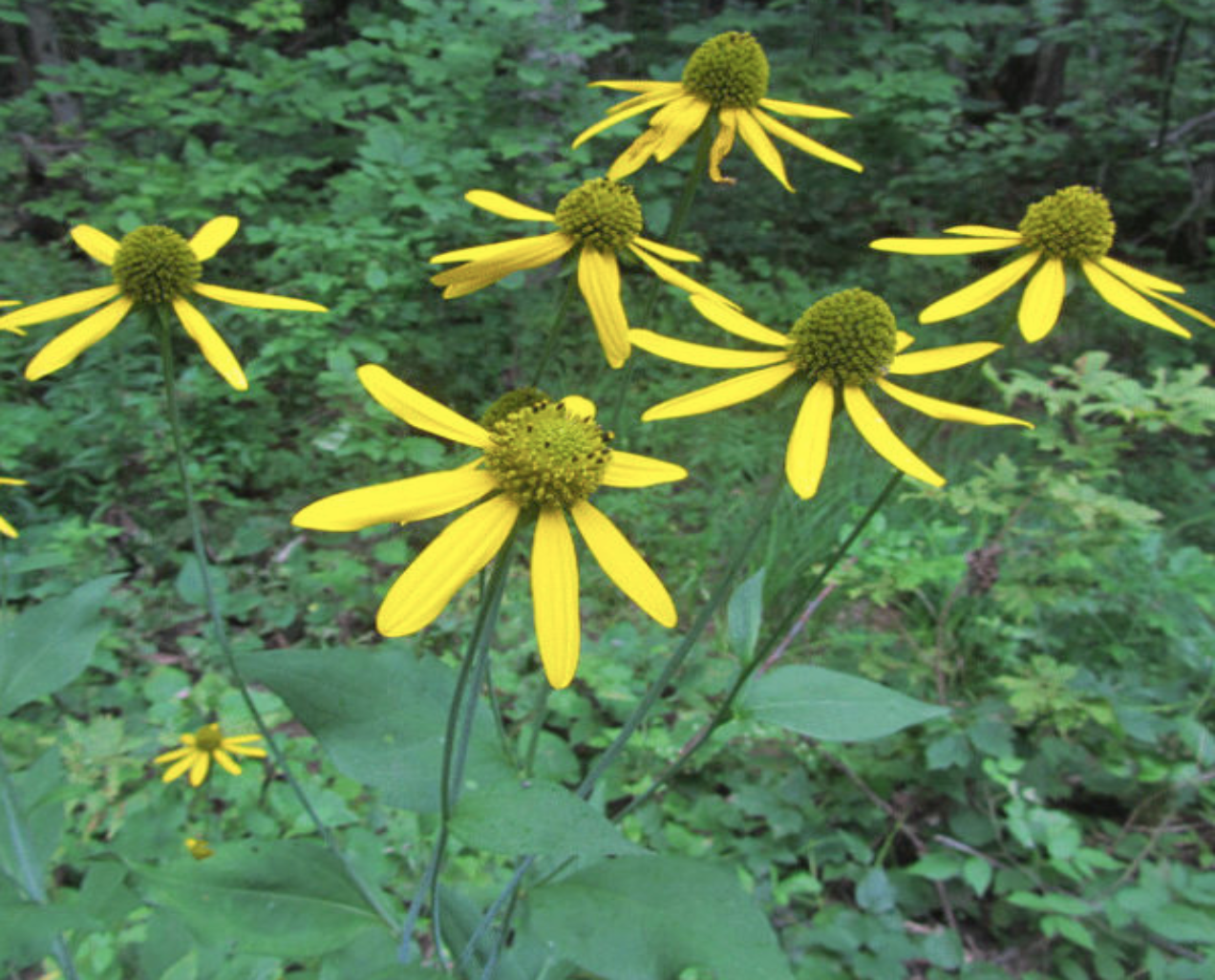Cutleaf Coneflower