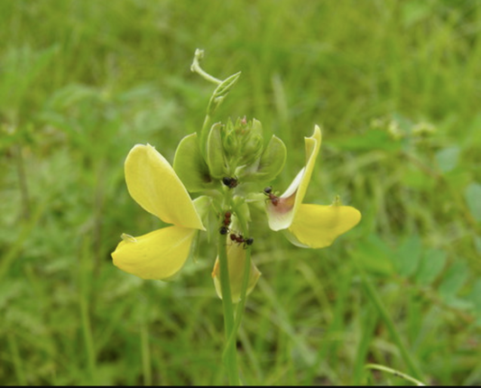 Hairypod Cowpea