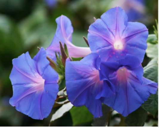 Ocean Blue Morning Glory