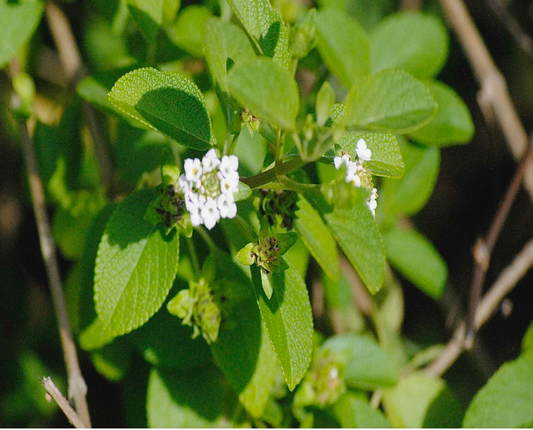 Wild Lantana/Buttonsage