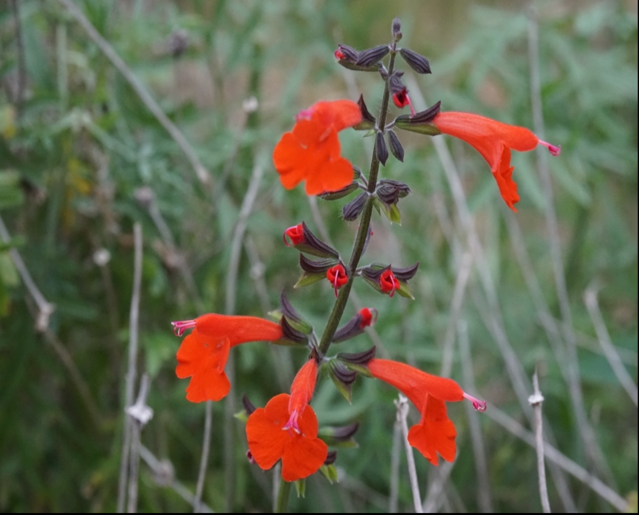 Tropical Sage/Salvia