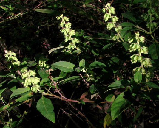 Wild Sweet Basil