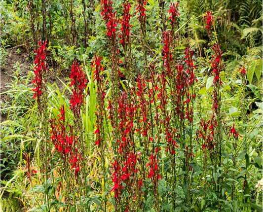 Cardinal Flower