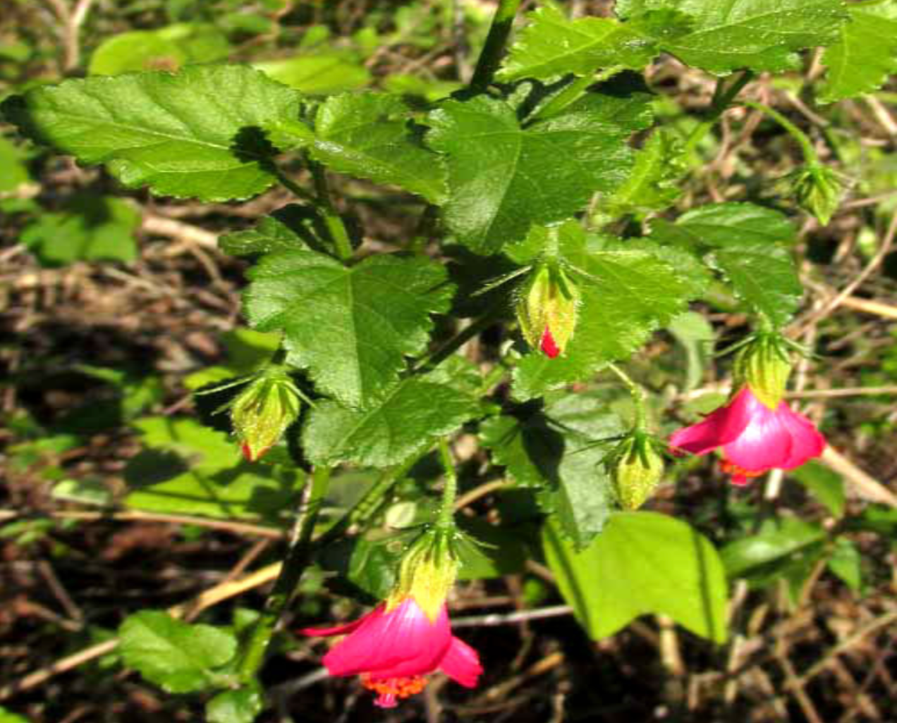 Fairy Hibiscus