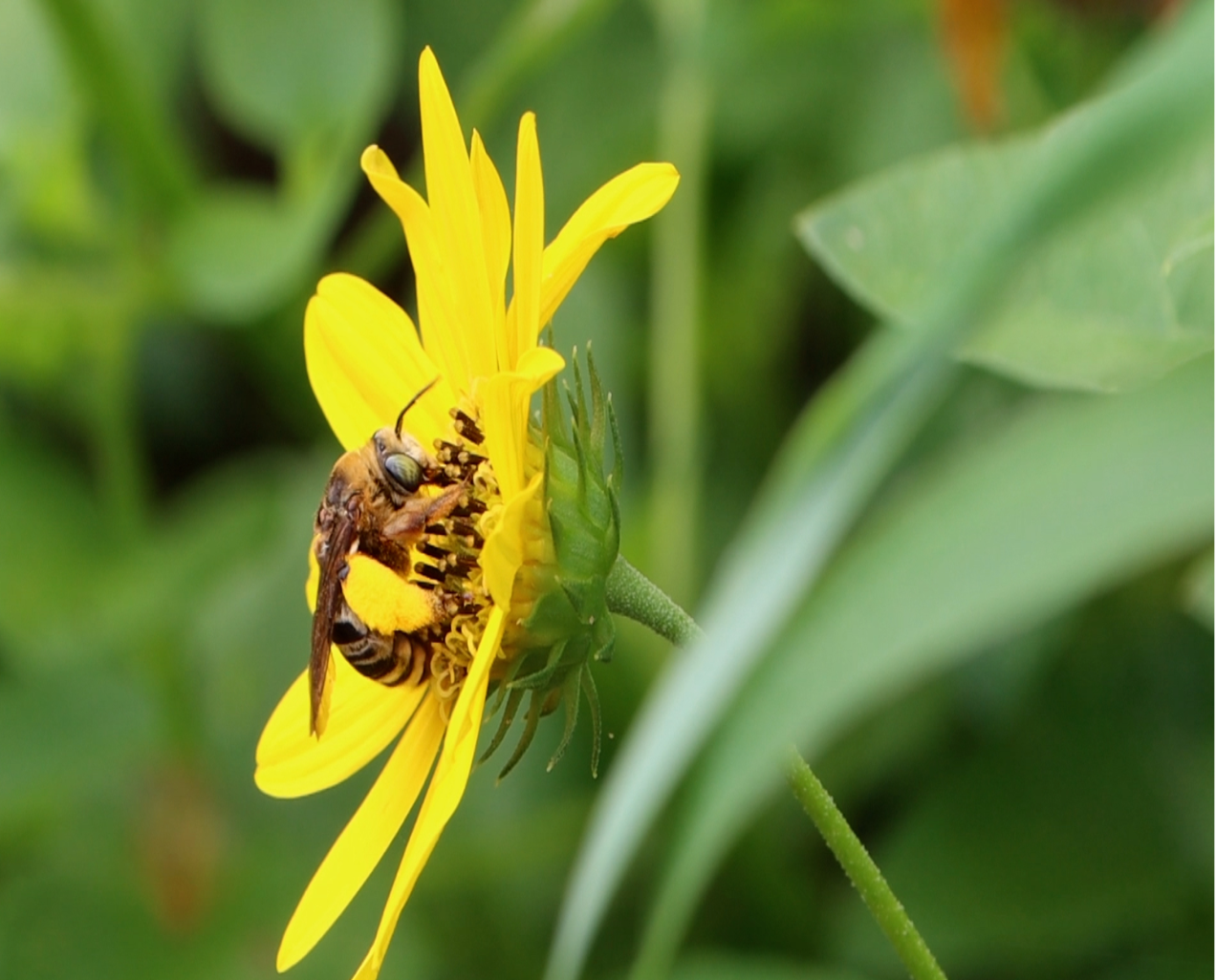 Native Bee Collection