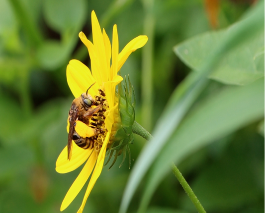 Native Bee Collection