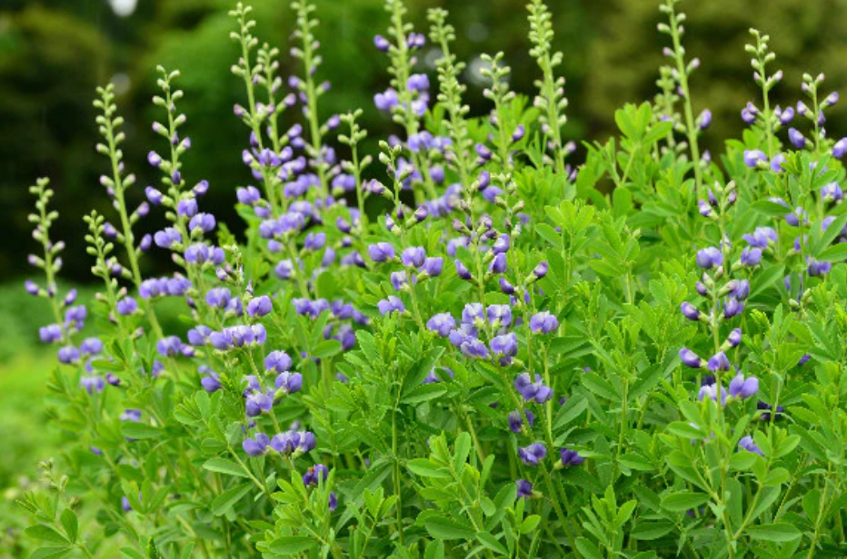 Wild Indigo