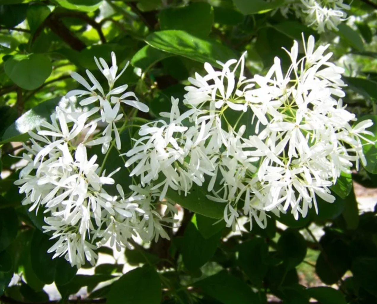 Fringe Tree
