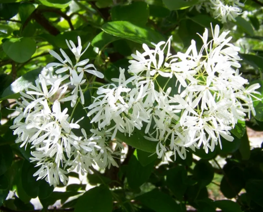Fringe Tree