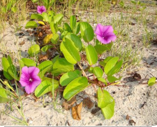 Railroad Vine