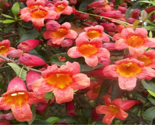 Cross Vine