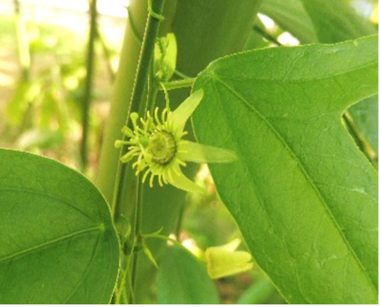 Corky Stem Passionvine