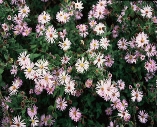 Climbing Aster