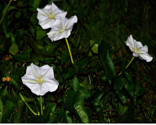 Moon Flower