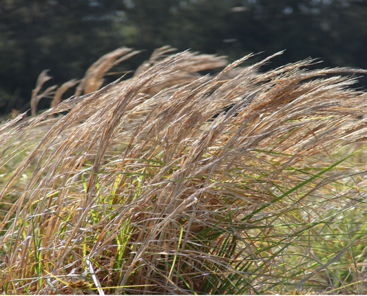 Chalky Bluestem