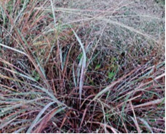 Elliott's Lovegrass