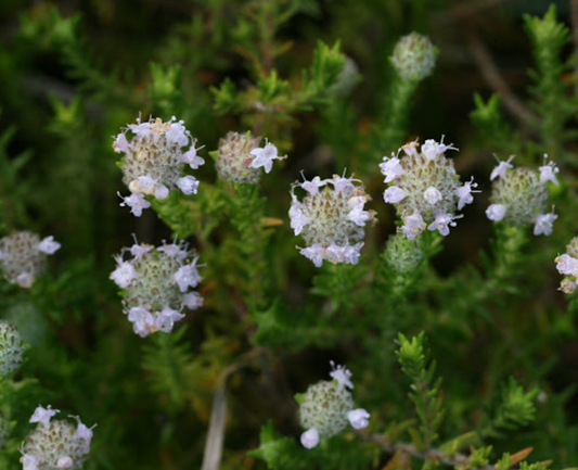Pennyroyal