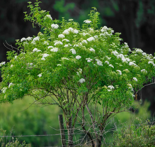Elderberry