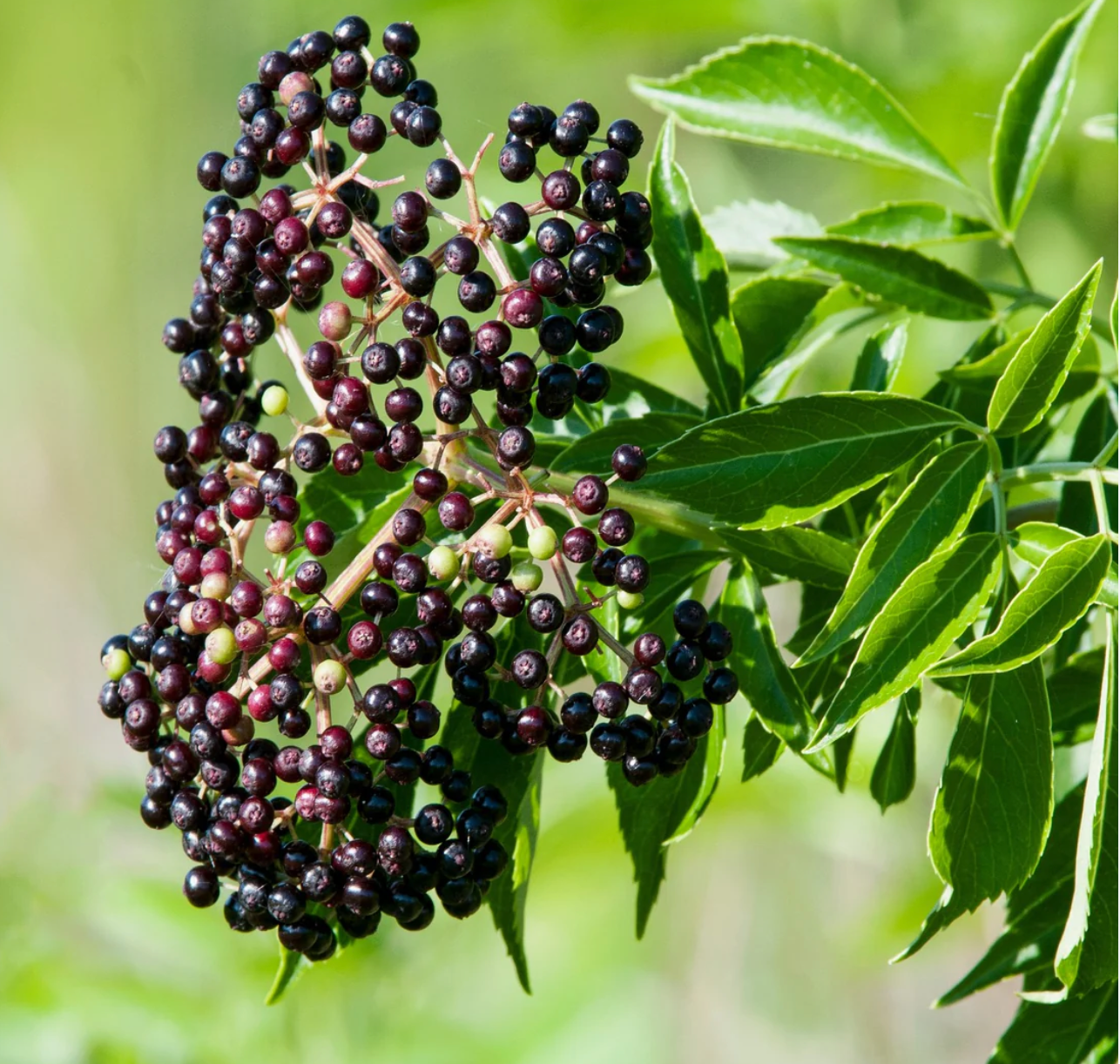 Elderberry