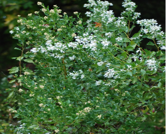 Salt Bush