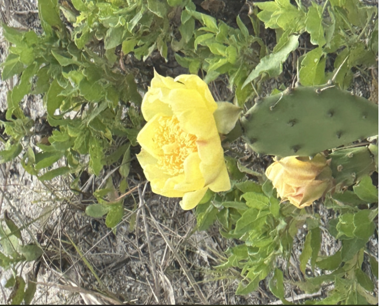 prickly pear cactus florida Prickly Pear Cactus – Locally Flowered