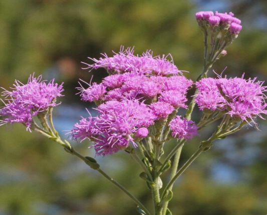 Florida Paintbrush
