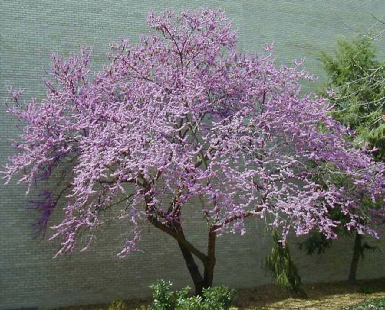 Eastern Redbud