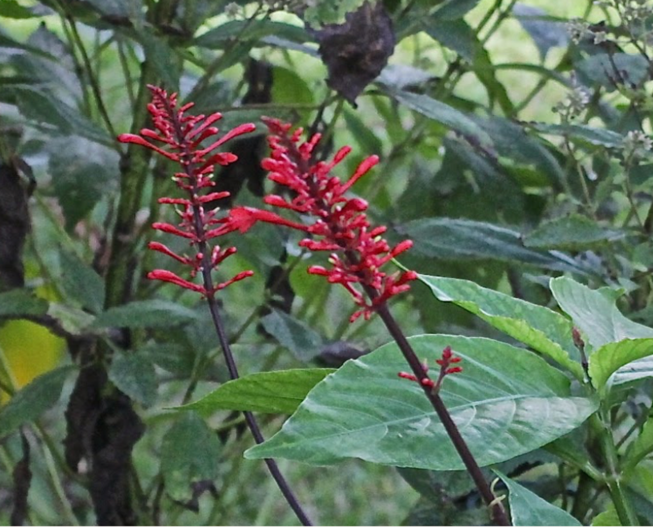 Firespike