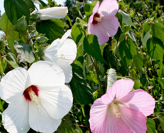 Rosemallow (Crimson-eyed)
