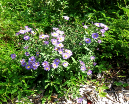 Elliott's Aster
