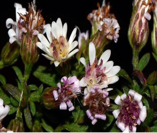 Calico Aster