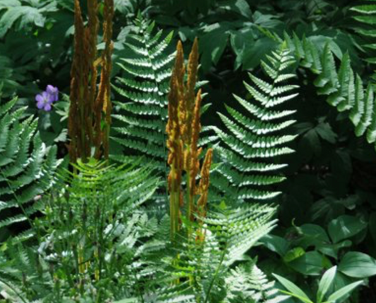 Cinnamon Fern