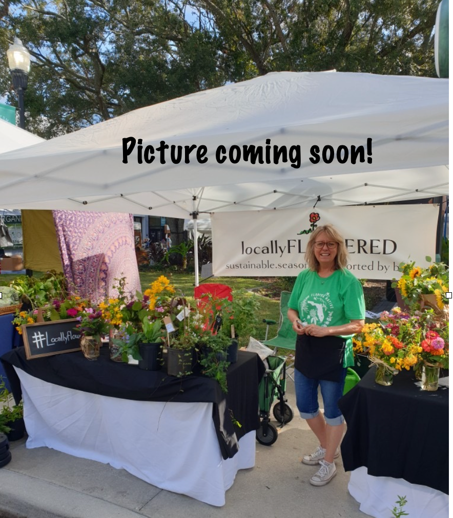 Southern Shield Fern