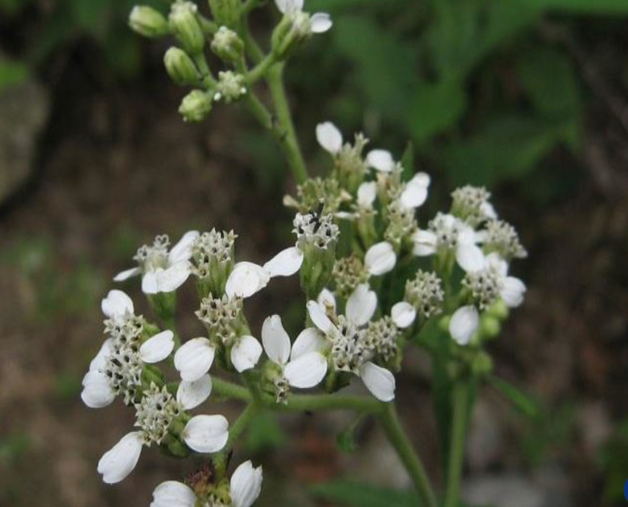 Frostweed