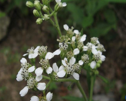Frostweed