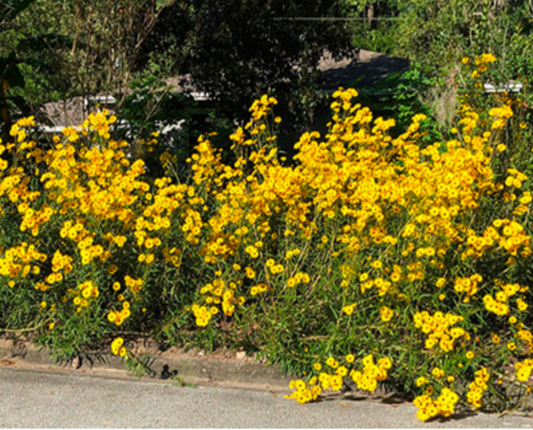 Swamp Sunflower