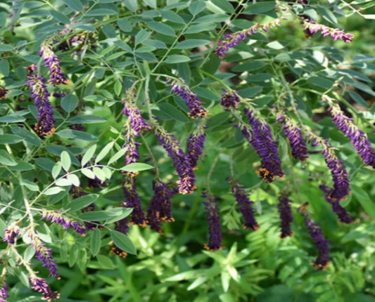 False Indigo