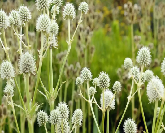 Rattlesnake Master