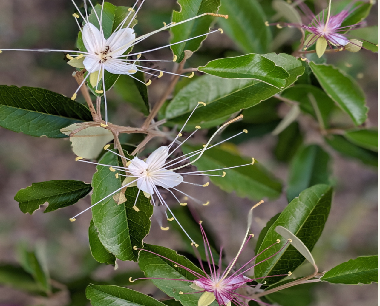 Jamaican Caper