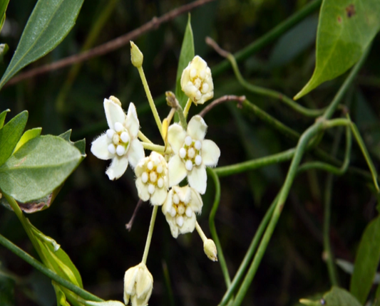 White Twinevine/Milkweed