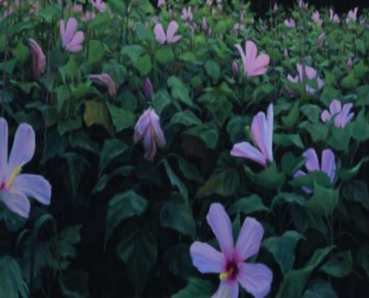 Rosemallow (Swamp)