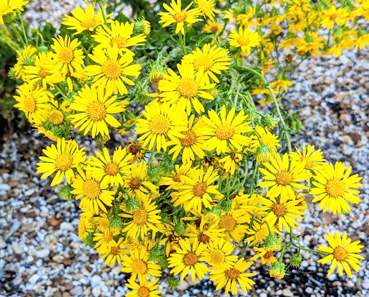 Scrubland Goldenaster