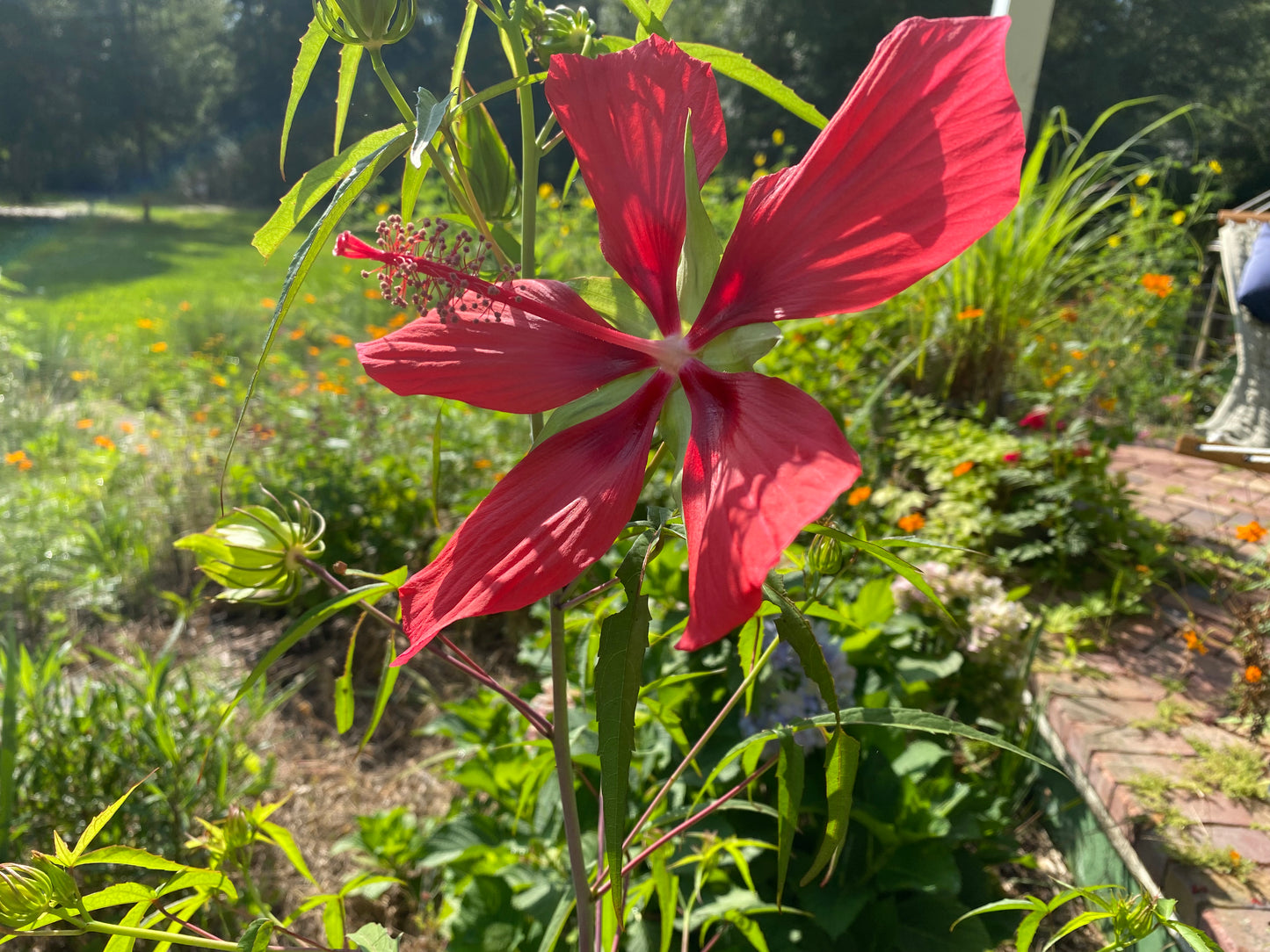 Rosemallow (Scarlet)