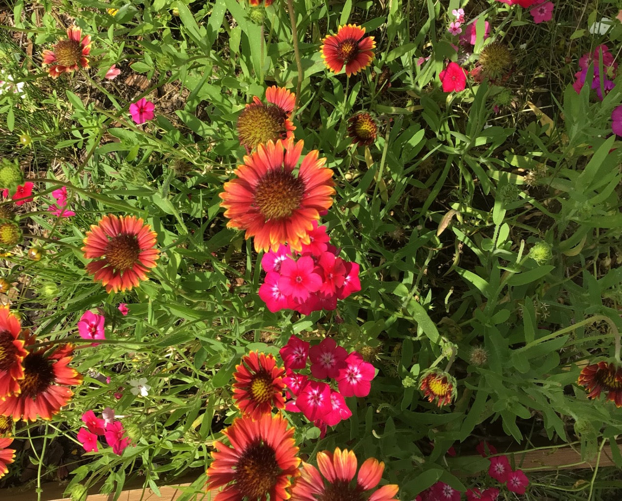 Blanket Flower, Indian Blanket