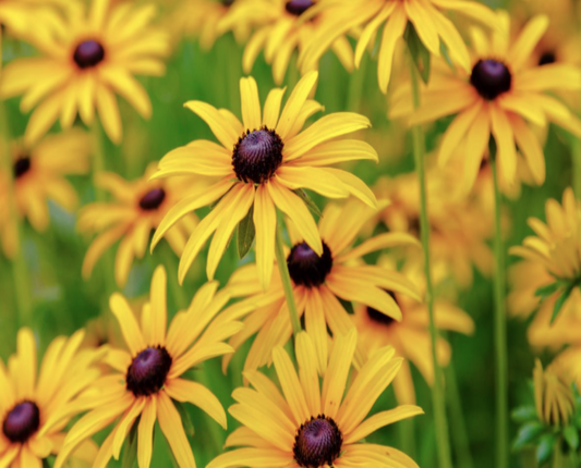 Black-Eyed Susan